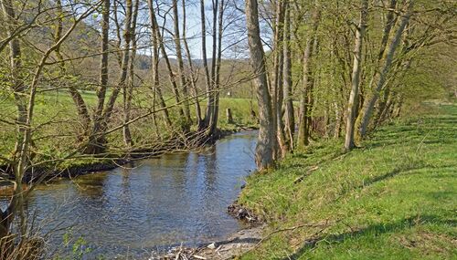 Für das Fischsterben in der Aar, das am Donnerstagabend von einem Angler bemerkt wurde, gibt es zurzeit noch keine Erklärung.