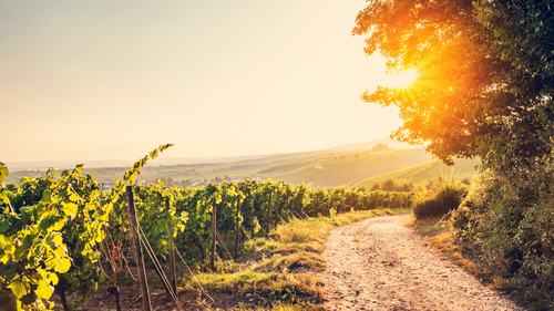 Weinberge im Sonnenlicht.