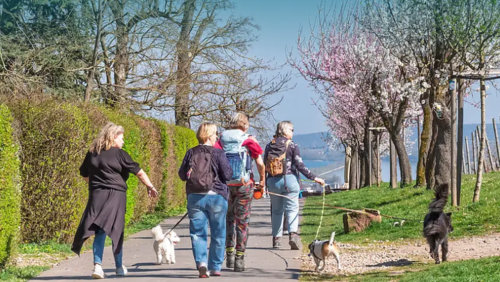 Spaziergänger im Rheingau auf Weg mit blühenden Kirschbäumen.