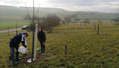 Der Pyrus „Mollebusch“ ist auf der Streuobstwiese in Holzhausen ü. A. von Naturschutz-Dezernentin Dr. Heidrun Orth-Krollmann gepflanzt. Orna Behrendt vom Fachdienst Umwelt sorgt für das nötige Wasser.