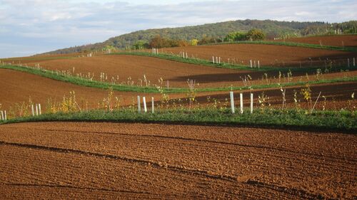 Agroforstsystem auf dem Acker